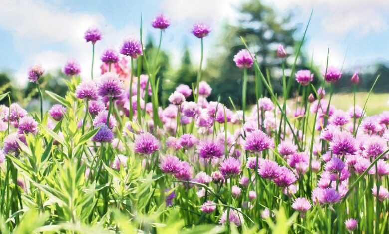 chives, bloom, purple