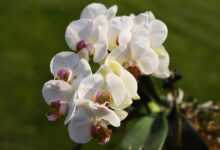 flowers, flower wallpaper, moth orchids, flower background, white flowers, botany, nature, horticulture, blossom, flora, close up, beautiful flowers, orchids