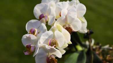 flowers, flower wallpaper, moth orchids, flower background, white flowers, botany, nature, horticulture, blossom, flora, close up, beautiful flowers, orchids