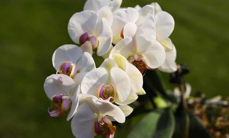 flowers, flower wallpaper, moth orchids, flower background, white flowers, botany, nature, horticulture, blossom, flora, close up, beautiful flowers, orchids