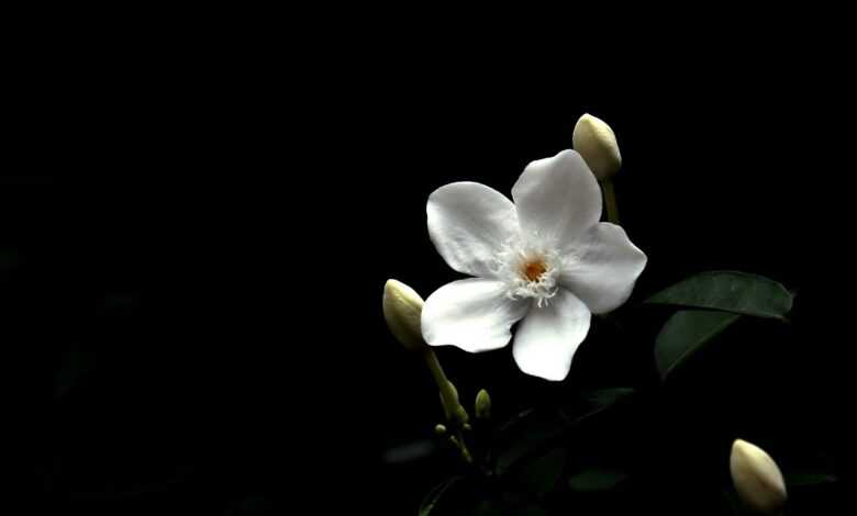 white flower, flora, flower