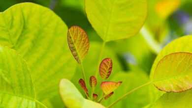 plant, leaves, green