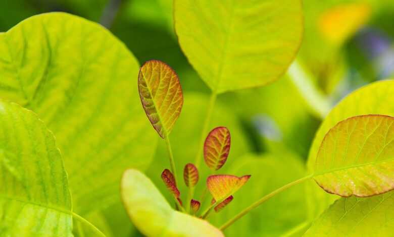 plant, leaves, green