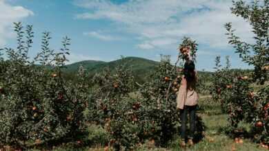 woman picking up orange fruit during daytikme