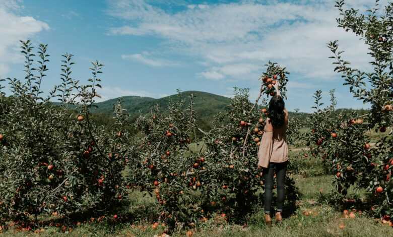 woman picking up orange fruit during daytikme