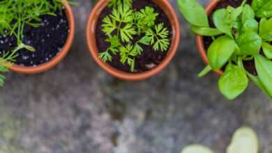 three green leaf potted vegetables