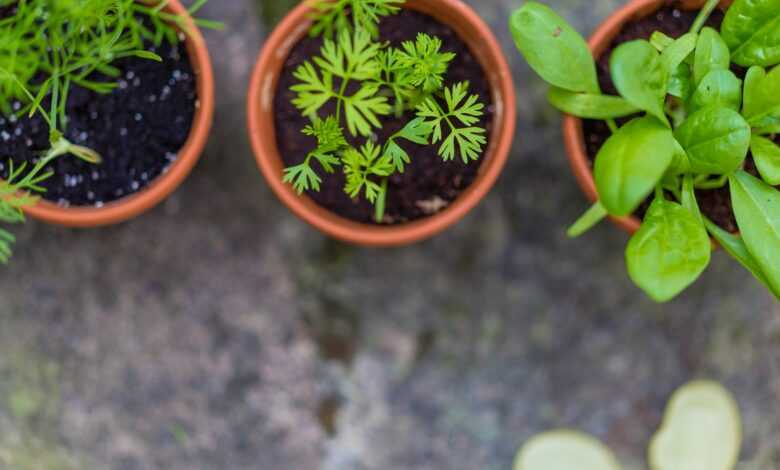 three green leaf potted vegetables