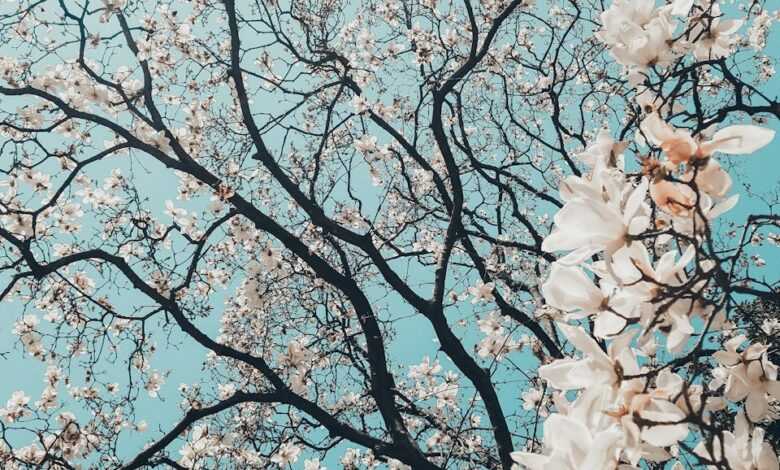 sakura tree in bloom