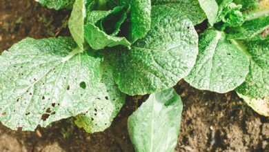 bokchoy plants