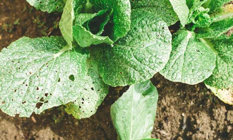 bokchoy plants