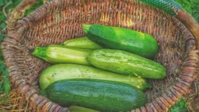 green cucumbers on round brown wicker basket