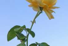 a single yellow rose with green leaves against a blue sky