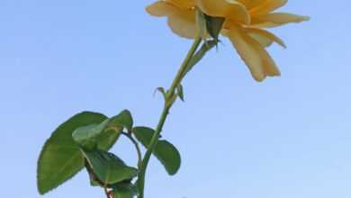 a single yellow rose with green leaves against a blue sky