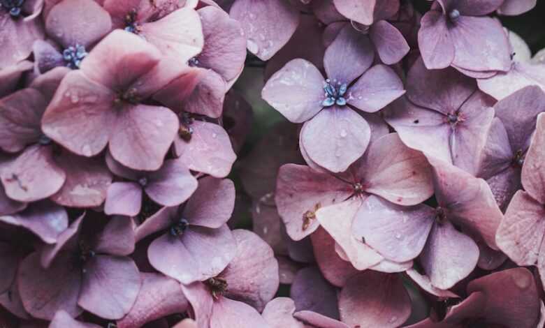 pink flowers