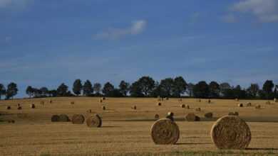field, highlands, bales of hay, hay bales, country, farming, nature, agriculture, landscape, country, country, country, country, farming, farming, farming, farming, farming