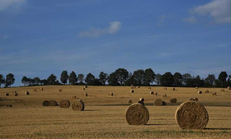 field, highlands, bales of hay, hay bales, country, farming, nature, agriculture, landscape, country, country, country, country, farming, farming, farming, farming, farming