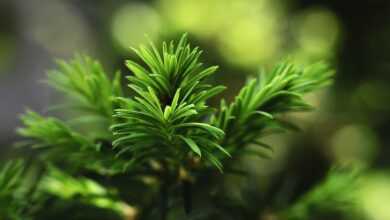 needles, branch, sprig, nature, goes away, plants, tree, evergreen, conifer, green, nature, evergreen, evergreen, evergreen, evergreen, evergreen, green
