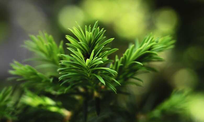 needles, branch, sprig, nature, goes away, plants, tree, evergreen, conifer, green, nature, evergreen, evergreen, evergreen, evergreen, evergreen, green