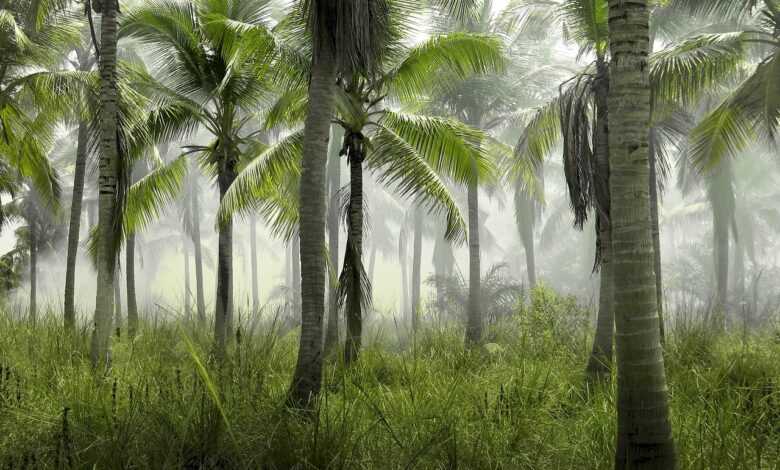 palm trees, grass, field, nature, tropical, exotic, forest, foliage, environment, ecology, summer, landscape, island, tropic, paradise, palm trees, palm trees, palm trees, palm trees, palm trees, tropical, tropical, tropical, forest, environment, island, island, paradise