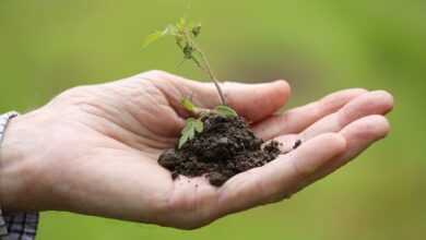 planting, transplanting, cherry tomato