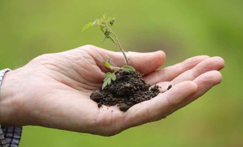 planting, transplanting, cherry tomato