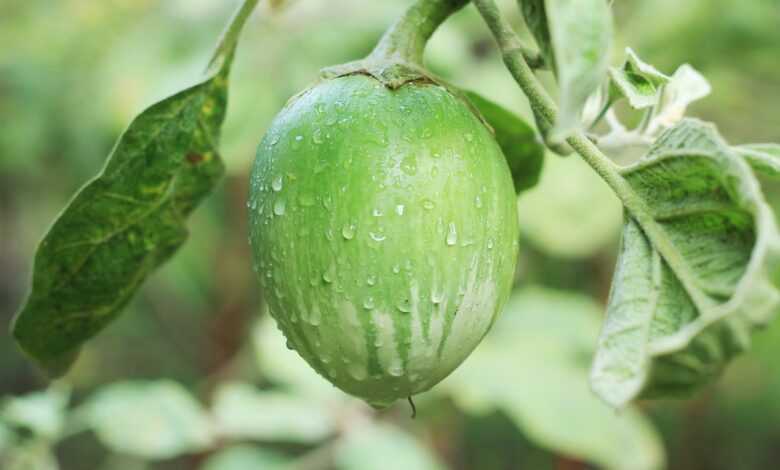 asia, agriculture, vegetable