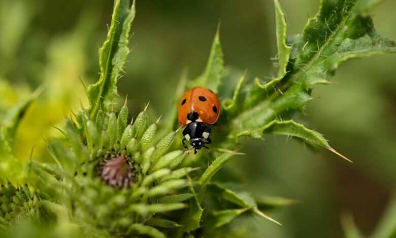 ladybug, ladybird beetle, thistle