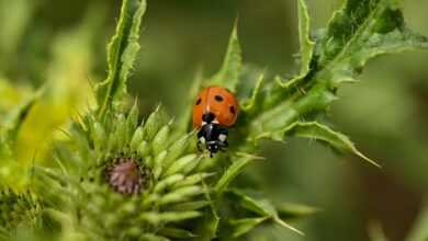 ladybug, ladybird beetle, thistle