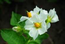 flowers, potatoes, white flowers