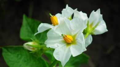 flowers, potatoes, white flowers