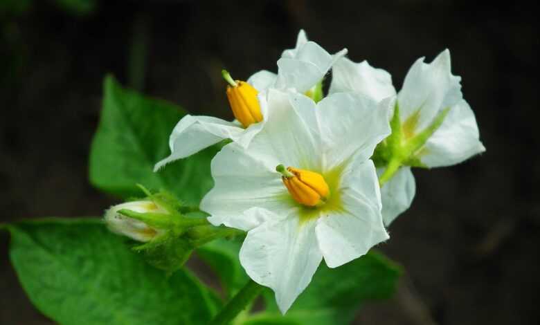 flowers, potatoes, white flowers