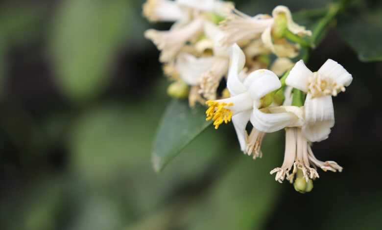 lemon, color, flower, bloom, roslini, green, greens