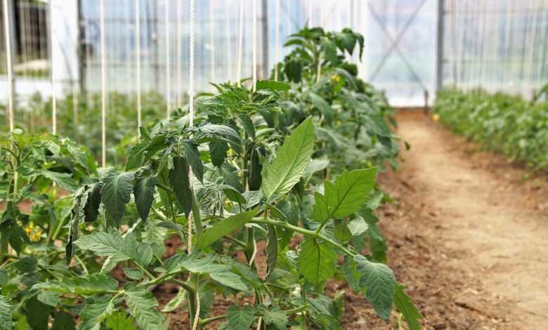 tomatoes, plant, farm