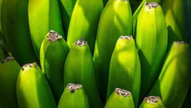 banana tree, fruit, nourishment, green, yellow, group, shrub, canary islands, export, health, details, close up, fruit, fruit, green, group, health, health, health, health, health