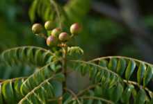 plant, nature, tree, herbal, botany, plant, plant, plant, plant, plant, nature, tree, herbal, botany