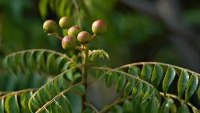 plant, nature, tree