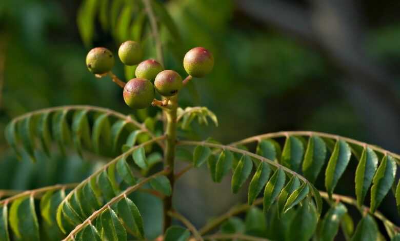 plant, nature, tree