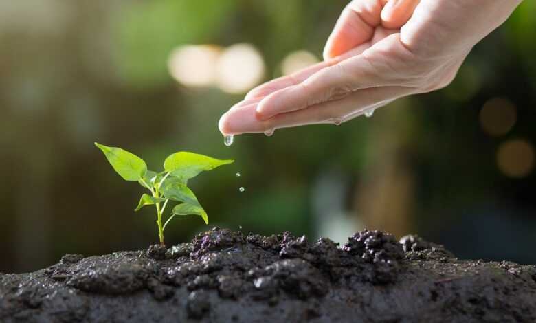 soil, plants, grow, agriculture, green, life, seed, tree, seeding, leaves, sprout, garden, environmental, ecology, growth, planting, spring, gardening, nature, soil, sprout, ecology, growth, growth, planting, planting, gardening, gardening, gardening, gardening, gardening