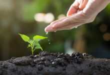 soil, plants, grow, agriculture, green, life, seed, tree, seeding, leaves, sprout, garden, environmental, ecology, growth, planting, spring, gardening, nature, soil, sprout, ecology, growth, growth, planting, planting, gardening, gardening, gardening, gardening, gardening