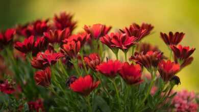 flowers, gerbera, botany