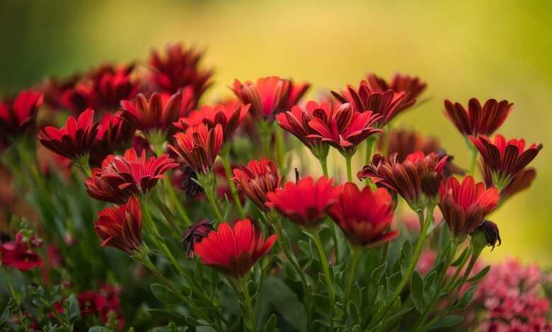 flowers, gerbera, botany