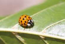 ladybug, insect, eastern ladybug, beneficial insects, close up, hymenoptera, brown, yellow, ladybug, ladybug, ladybug, ladybug, ladybug, insect, insect, insect, insect, insect, yellow
