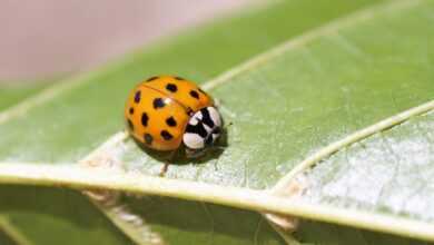 ladybug, insect, eastern ladybug, beneficial insects, close up, hymenoptera, brown, yellow, ladybug, ladybug, ladybug, ladybug, ladybug, insect, insect, insect, insect, insect, yellow