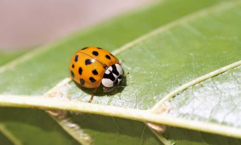 ladybug, insect, eastern ladybug, beneficial insects, close up, hymenoptera, brown, yellow, ladybug, ladybug, ladybug, ladybug, ladybug, insect, insect, insect, insect, insect, yellow