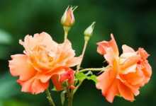 rose, pink, orange