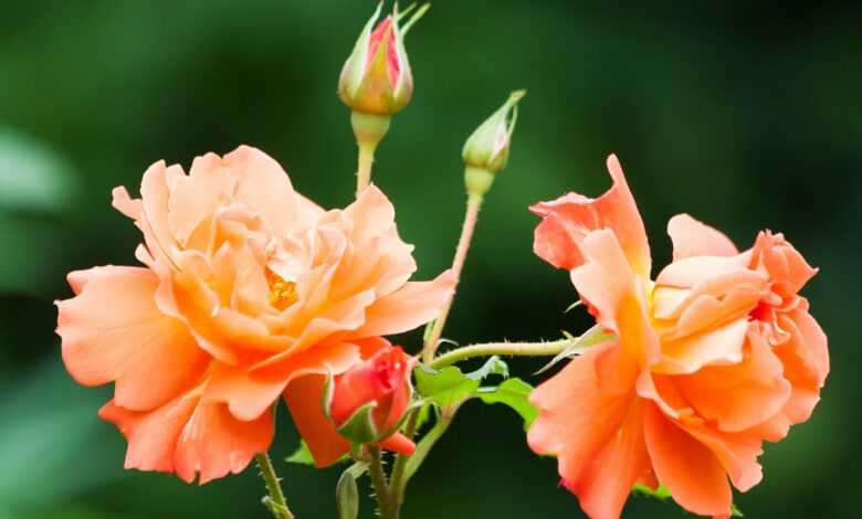 rose, pink, orange