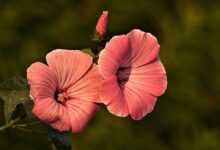 mallow, flowers, plants, petals, bloom, blossoms, flower background, summer, beautiful flowers, flora, garden, flower wallpaper, nature, closeup