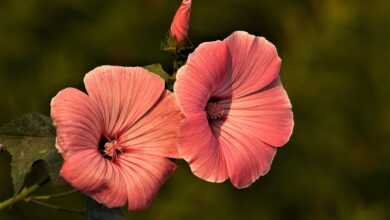 mallow, flowers, plants, petals, bloom, blossoms, flower background, summer, beautiful flowers, flora, garden, flower wallpaper, nature, closeup