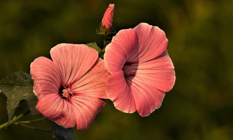 mallow, flowers, plants, petals, bloom, blossoms, flower background, summer, beautiful flowers, flora, garden, flower wallpaper, nature, closeup
