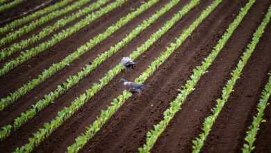 vegetables, seedlings, field